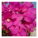 Search for bougainvillea art White