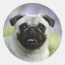 Search for fawn pug stickers Alert