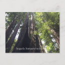 Search for sequoias postcards Redwoods