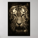 Search for tiger face posters Cat