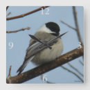 Search for chickadee art Black capped chickadee