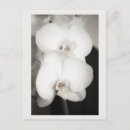 Search for orchids postcards Petals