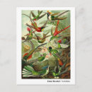 Search for haeckel postcards Hummingbirds