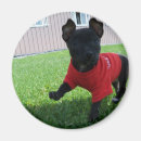 Search for mutt magnets Puppy