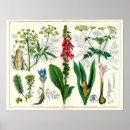 Search for poisonous plants posters Flower