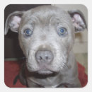 Search for bull terrier stickers Pet