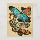 Search for butterfly garden postcards Butterflies
