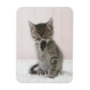Search for licking magnets Domestic cat