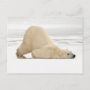 Search for hudson bay postcards Animal