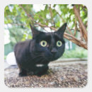 Search for cat sitting stickers Animal body part