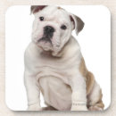 Search for english bulldog coasters Photography