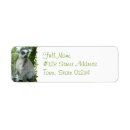Search for lemur monkey labels Monkeys