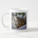 Search for tabby kitten mugs Pet