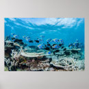Search for saltwater fish posters Underwater