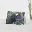Search for baboon cards Animals