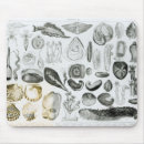 Search for molluscs Seafood
