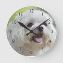 Search for horizontal clocks Domestic animals