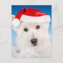 Search for westie christmas cards Holiday animals