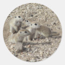 Search for ground squirrel stickers Rodent