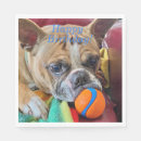 Search for boston terrier birthday Pet