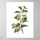Search for fuchsia flower posters Floral