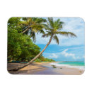 Search for coconuts magnets Island