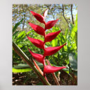 Search for heliconia posters Red