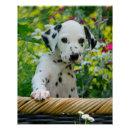 Search for cute dalmatian puppy posters Pet