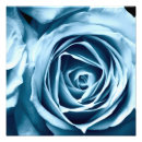 Search for rose macro photography Flower