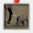 Search for african elephant christmas tree decorations Nature