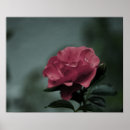 Search for shrub posters Rose
