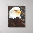 Search for raptor art Majestic