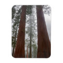 Search for snowing magnets Woods