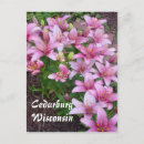 Search for lilly postcards Lilies