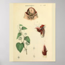 Search for uterus art Anatomy
