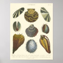 Search for vintage sea shells posters Ocean