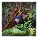 Search for tasmanian devil posters Wildlife