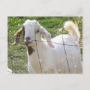 Search for billy goat postcards Farm