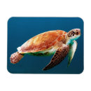 Search for sea green magnets Marine life
