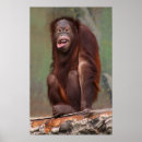 Search for primate pics posters Orangutan