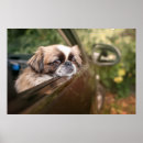 Search for cutest posters Canine