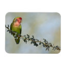 Search for lovebird magnets Animal