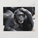 Search for funny chimpanzee postcards Old