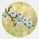Search for tiny flowers stickers Simple