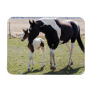 Search for maree magnets Horse