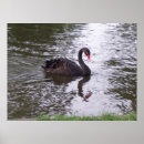 Search for black swan bird posters Swimming