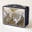 Search for sheep lunch boxes Ewes