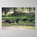 Search for wild turkey posters Turkeys