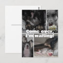 Search for great dane postcards Deutsche dogge