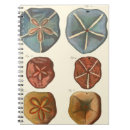 Search for sand dollar Shell